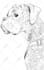 draw a professional dog or cat illustration for you
