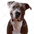 draw high quality vector art for your pet