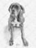 do custom pet portrait, dog portrait, cat portrait drawing