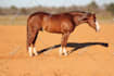 do any 100 background removal or photoshop editing for you