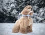 write dog articles and pet blog content