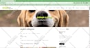 design an attractive wordpress website