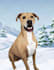 draw a cartoon for your pets in 24 hour