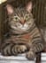 hand draw realistic pet portrait