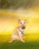draw your lovely pets into disney cartoon portrait
