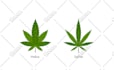 design custom high quality vector icons