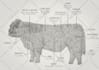 draw professional anatomical drawings for animals