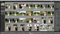 cull, edit, batch process wedding and event photos