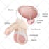 do professional medical, anatomy and scientific illustration