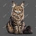 create a custom animal character design and illustration