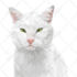 draw vector portrait from your cat dog and pet