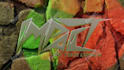 replicate a 3d metallic gold and silver logo