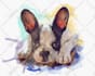 do a custom pet portrait, dog portrait, cat portrait