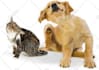 post your article to my pest control website