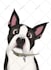 draw your lovely pet into disney cartoon portrait