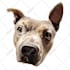 draw your pet into a cartoon vector art
