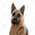 draw your pets, dog, animal into cartoon vector portrait
