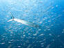 bring your underwater photos to life with vibrant edits