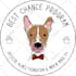 draw your pets, dog, animal into cartoon vector portrait