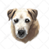 draw a cartoon for your pets in 24 hour