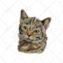 draw high quality vector art for your pet