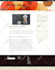 customize ,fix errors or develop wordpress theme