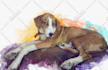 do a custom pet portrait, dog portrait, cat portrait