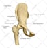 create professional 3d anatomical illustrations