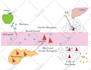 illustrate professional medical anatomy diagrams