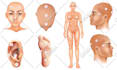 draw detailed medical and scientific illustrations