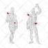 draw anatomy and musculature