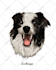 draw cartoon pet portraits, dogs, cats cartoon pet portraits