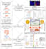design graphical abstracts, medical and scientific illustrations and figures