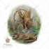 create realistic scientific and wildlife illustrations