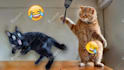 create a funny animals videos within 24 hours