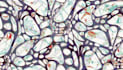 seamless pattern, pattern design, textile design