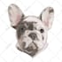 draw your dog cat or pet animals in vector art illustration