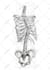 draw botanical and anatomical scientific illustrations