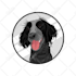 create high quality dogs, cats, pets cartoon logo