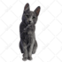 draw amazing cartoon portrait for your dog, cat or any pet