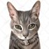 draw an awesome pet cartoon portrait