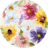 draw flowers, trees or botanical illustration