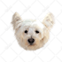 draw your pet into vector cartoon