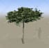 create 3d plants in speedtree