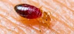 post your article to my pest control website