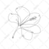 draw beautiful continuous line portrait illustration