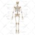 draw human anatomy illustrations