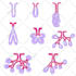 draw professional medical illustrations