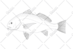 draw a detailed vector line art of any diagram, product or illustrations
