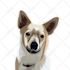 draw illustration animal pet cartoon vector potrait